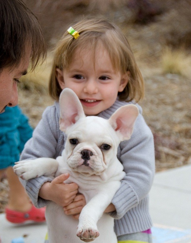 french-bulldog-child.jpg