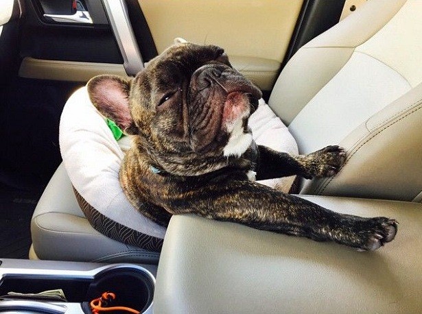 french bulldog in car