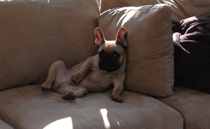 french bulldog on couch