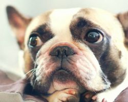 20 Things All French Bulldog Owners Must Never Forget