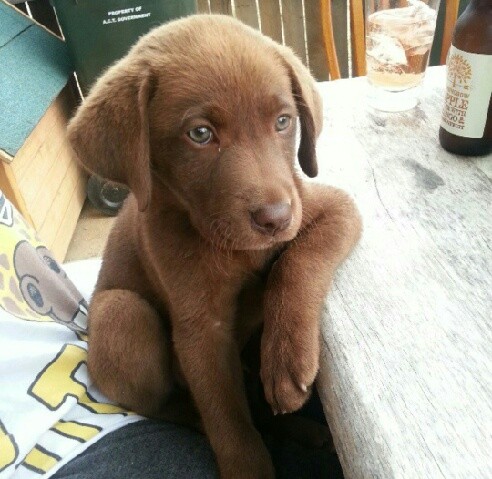 funny chocolate lab pics puppy