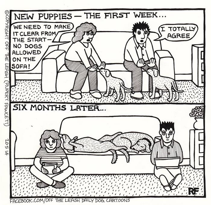 Funny Dog Cartoons