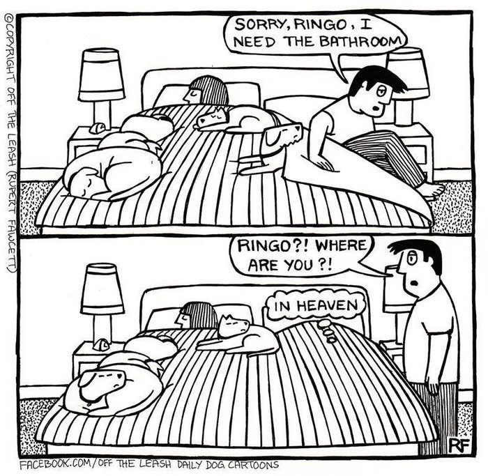 Funny Dog Cartoons