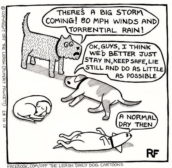 Funny Dog Cartoons