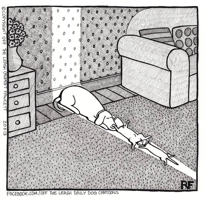 Funny Dog Cartoons