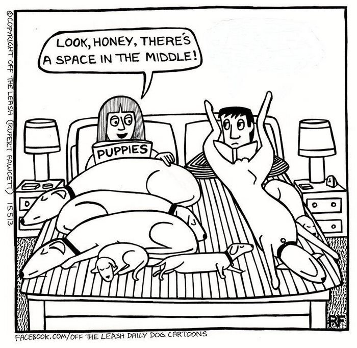 Funny Dog Cartoons