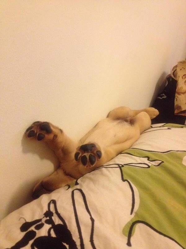 funny golden puppy stuck