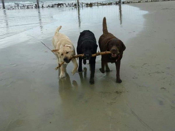 funny labs stick fetch