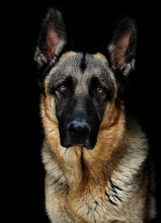 german shepherd 20