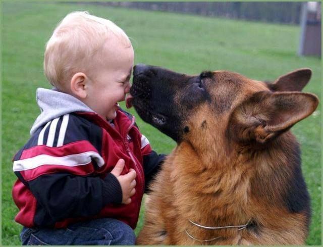 german shepherd kisses boy