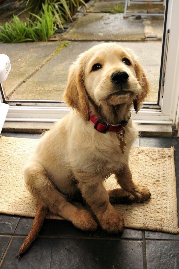 golden puppy puddle