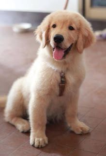 golden retriever 10