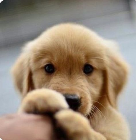 golden retriever 4