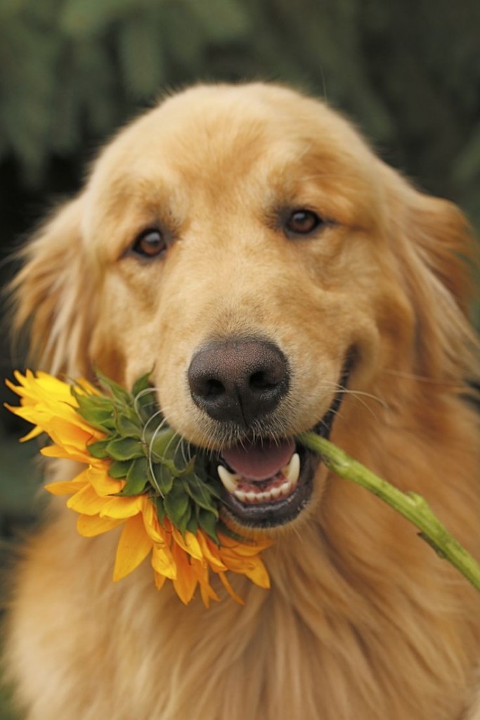 golden retriever 7