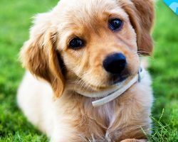 Look What we JUST Discovered about Golden Retrievers!