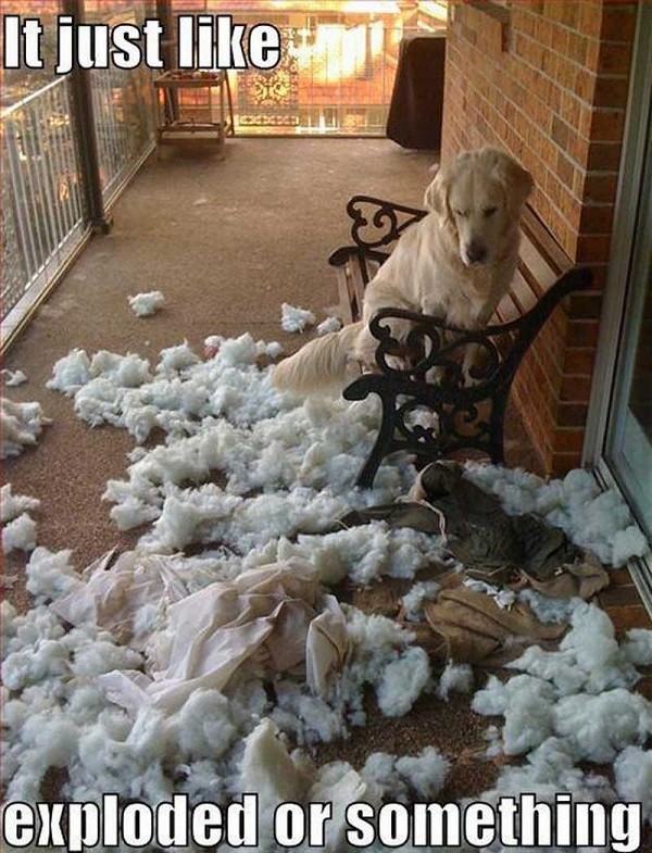 golden retriever mess pics