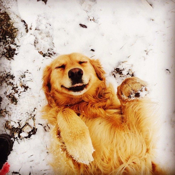 golden retriever snow enjoy