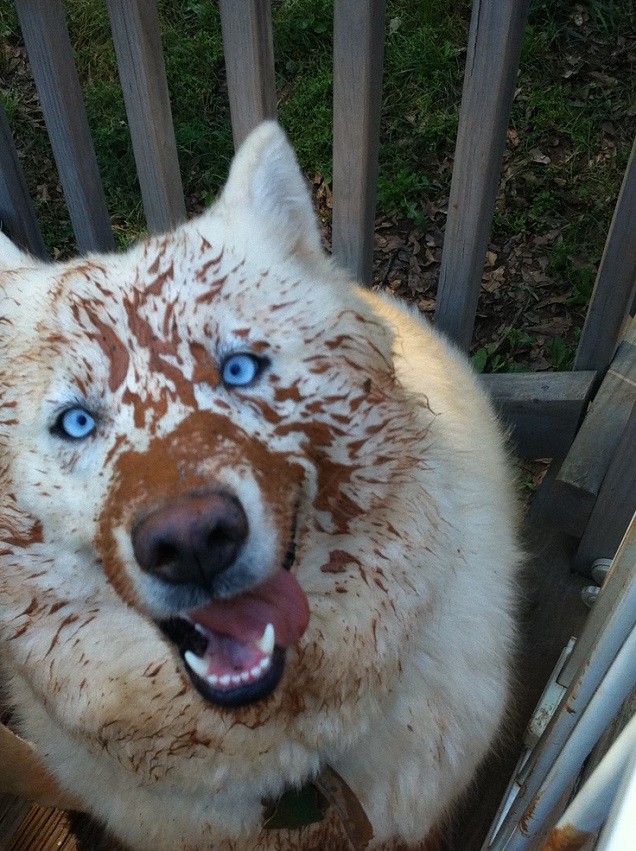 happy husky dirty