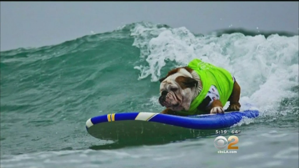 Hundreds Pay Tribute To Tillman The Beloved Surfing English Bulldog