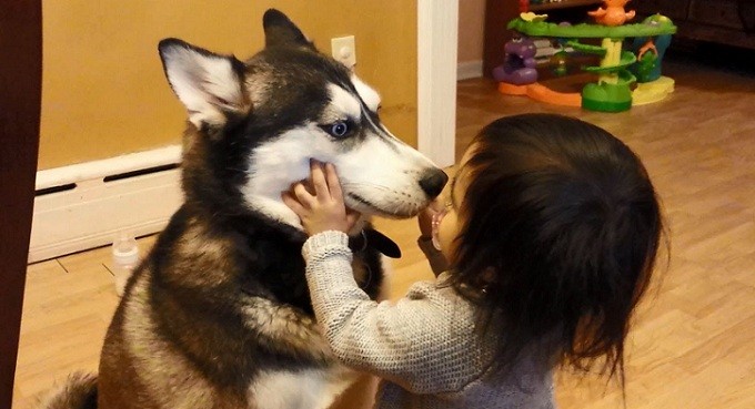 huskys and child