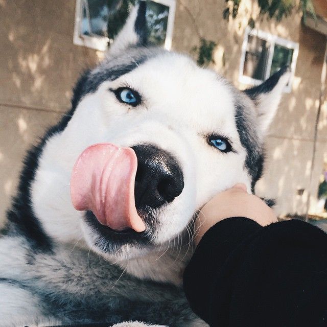 huskys-love