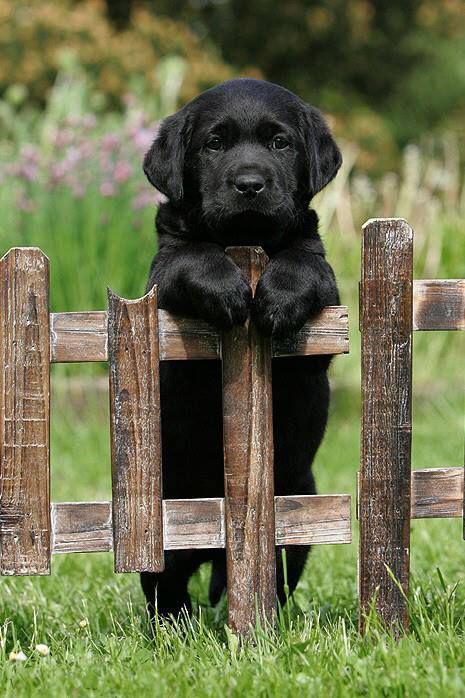 labrador retriever 4