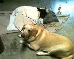 Labrador Retriever Refuses To Leave Side Of Baby Calf He Rescued