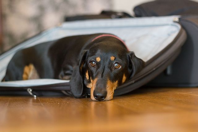 lying dachshund pics sad