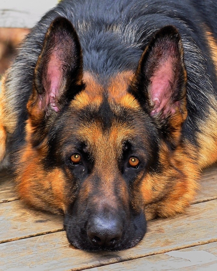 old german shepherd face eyes