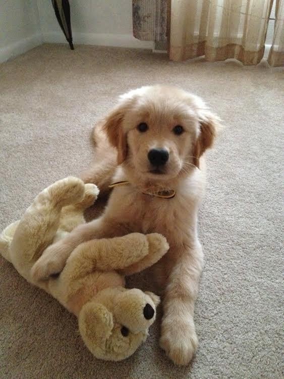 playing golden retriever