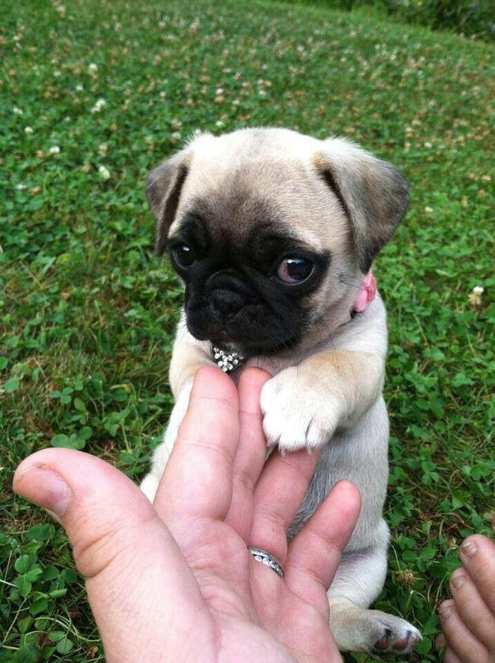 pug-cute-puppy-eyes.jpg