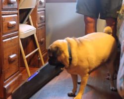 Pug Hates Being Weighed. Her Reaction To The Sight Of A Scale Is Priceless!