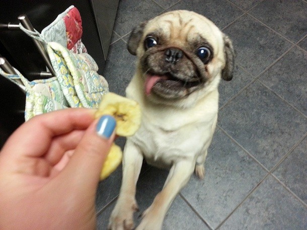 pug hungry