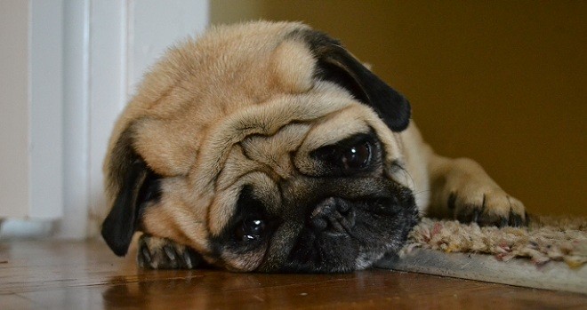 pug sad dog