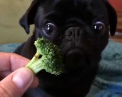 Pug Sees Broccoli For The Very First Time. His Reaction? I Can’t Stop Laughing!