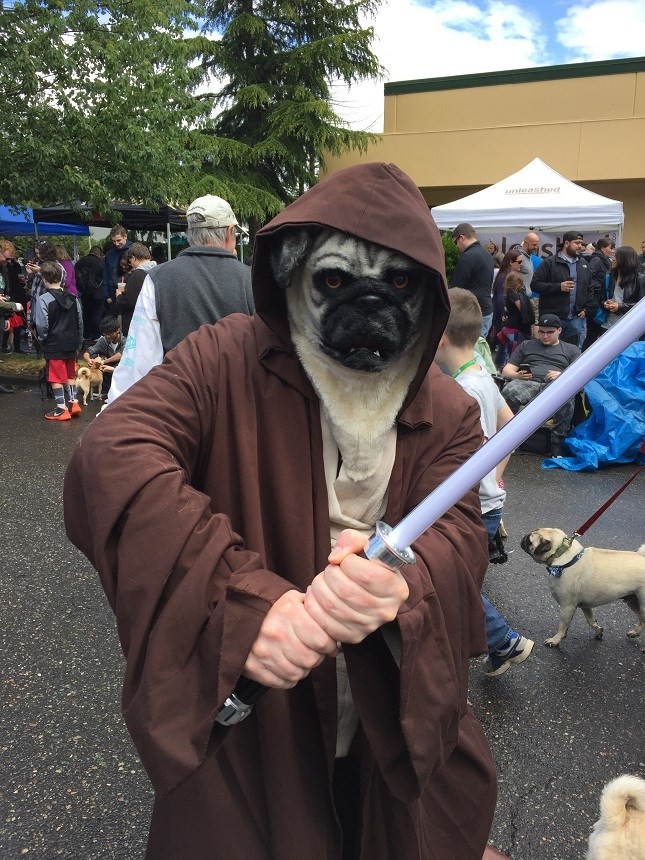 pug star wars 4