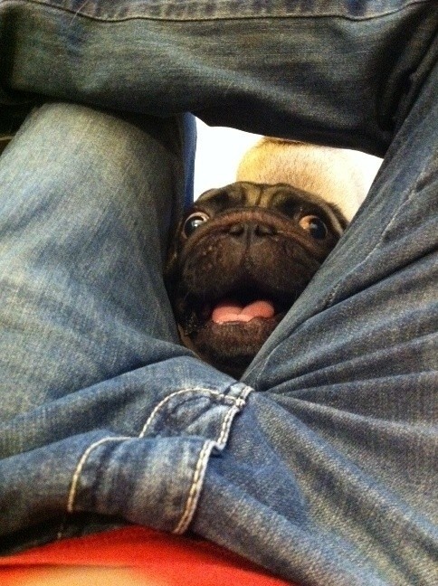 pug sticks head between peoples legs