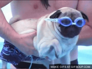 Swimming pug