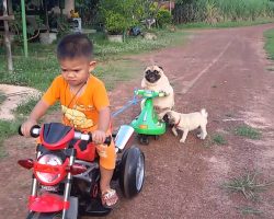 Pugs Enjoy Scenic Motorcycle Ride. Pug Puppy Falls Off. Watch What Happens!