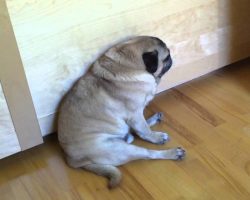 Quentin The Pug Just Can’t Stay Awake!