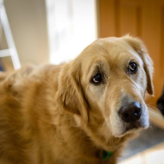 retriever eyes sad pics dog