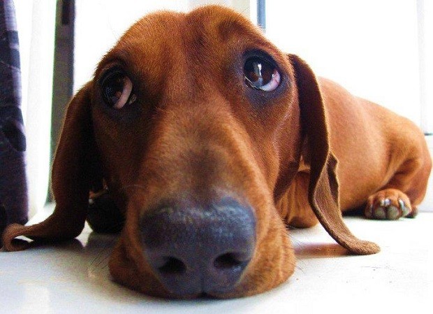sad face eyes dog dachshund
