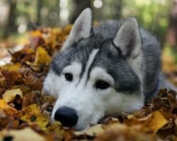 20 Things All Husky Owners Must Never Forget
