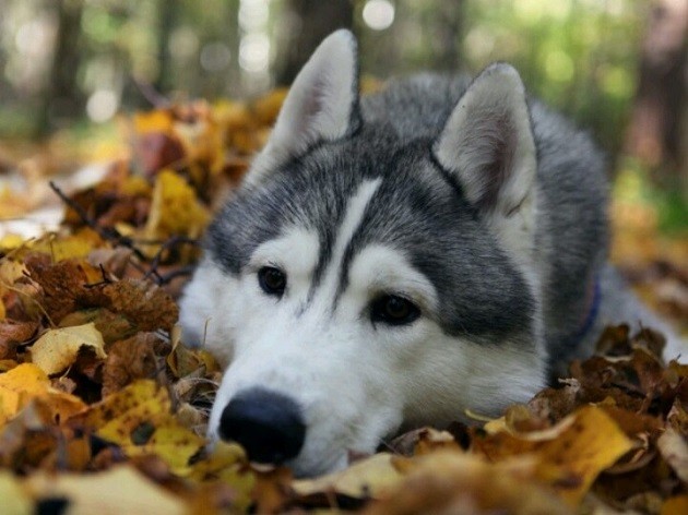 sad husky face leaves