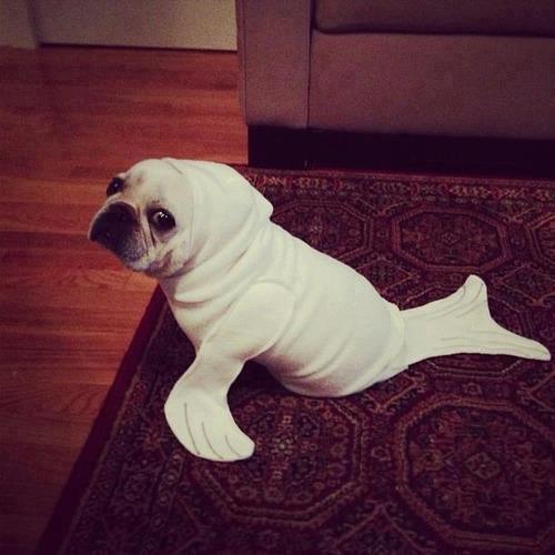 sealsuit