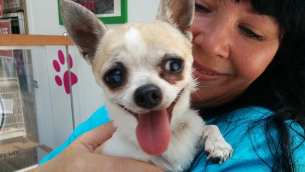 senior chihuahua