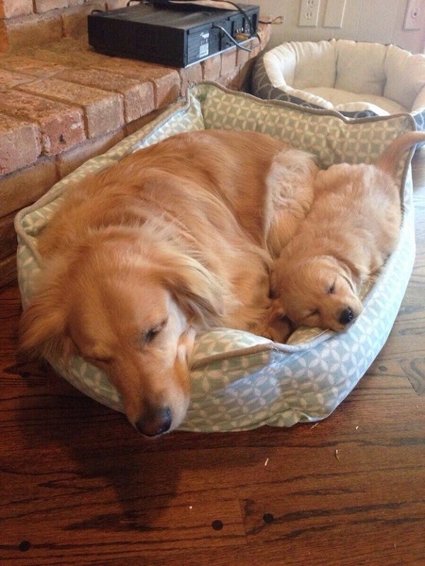 sleeping golden retriever puppy