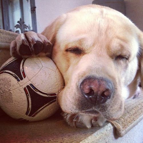 sleeping lab ball