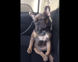 This Sleepy French Bulldog Struggling To Stay Awake Will Make You Smile, GUARANTEED!