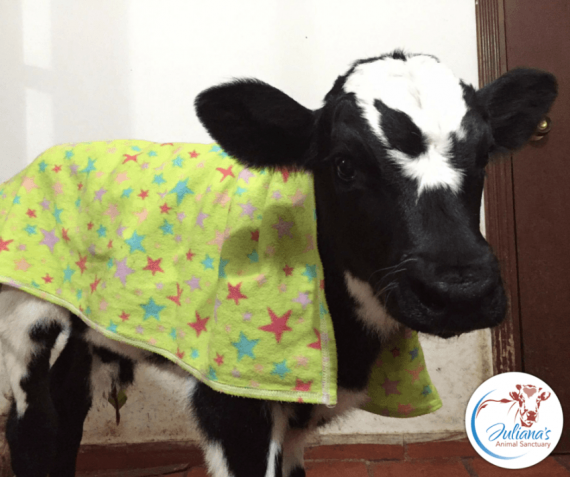 He was moved to an area of the sanctuary where older dogs were kept in hopes that he'd bond with one, but he took to a cow instead.